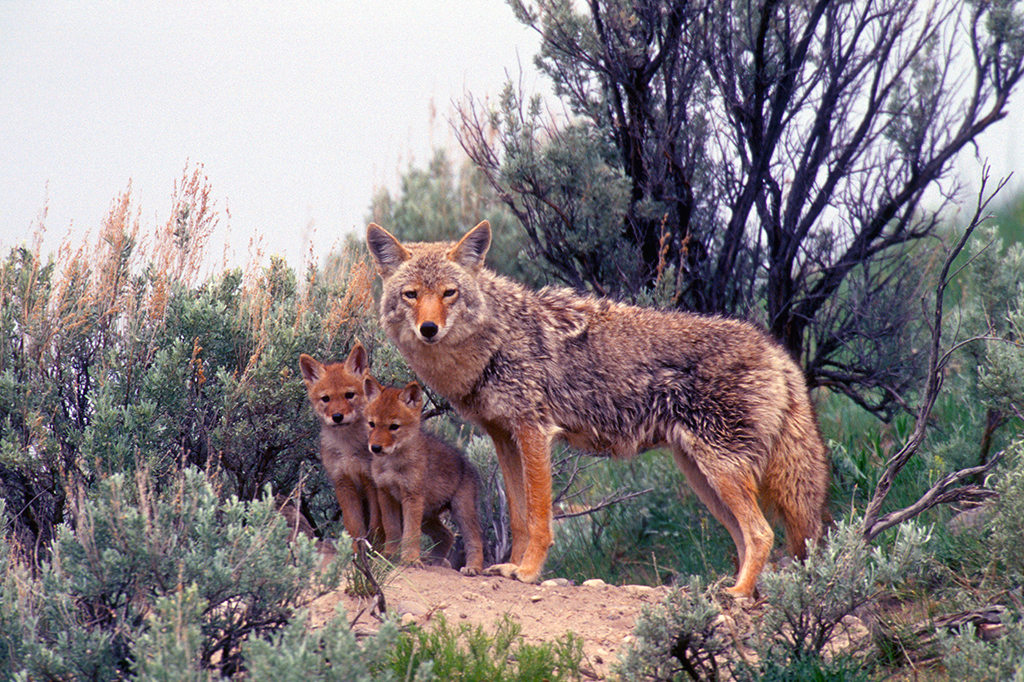 Coiotes também conseguem fazer olhar fofinho dos cachorros, mostra estudo