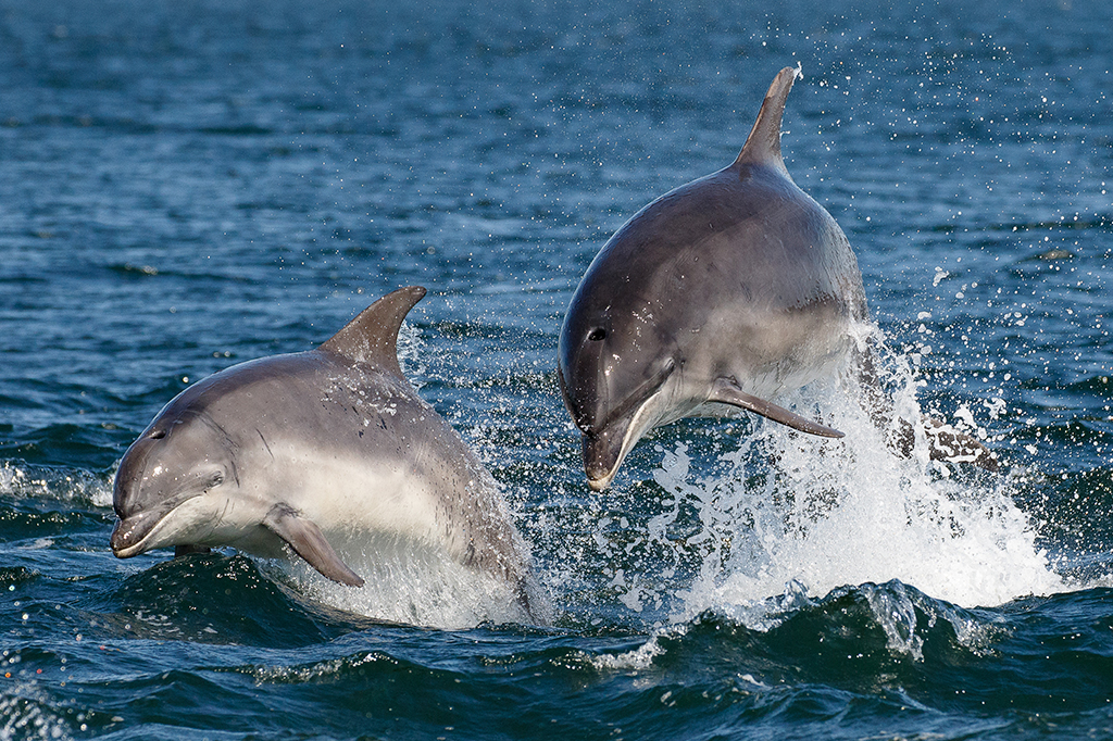 Estudo descobre que microplástico é respirado até por golfinhos