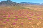 Fotografia de um campo de flores roxas crescendo em Namaqualand.