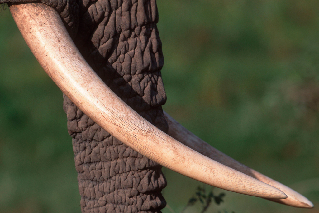 As rugas na tromba dos elefantes mostram se eles são destros ou canhotos