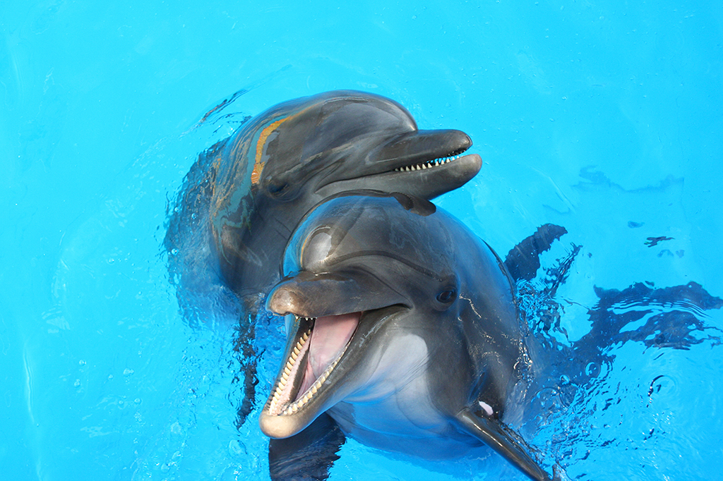 Golfinhos também sorriem para socializar, descobre estudo