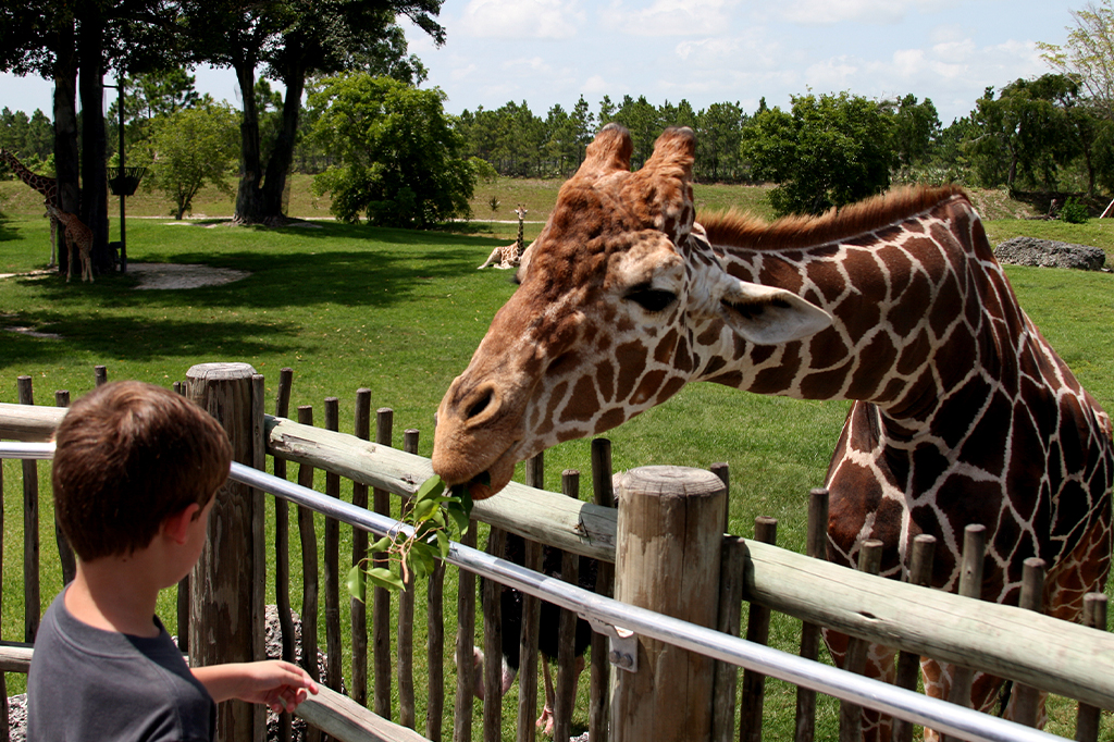 Como os zoológicos protegem seus animais durante furacões?