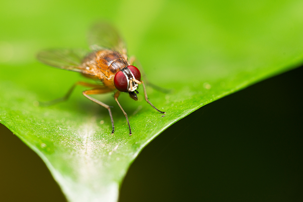 Cinco insetos que mudaram nossa vida (para melhor)