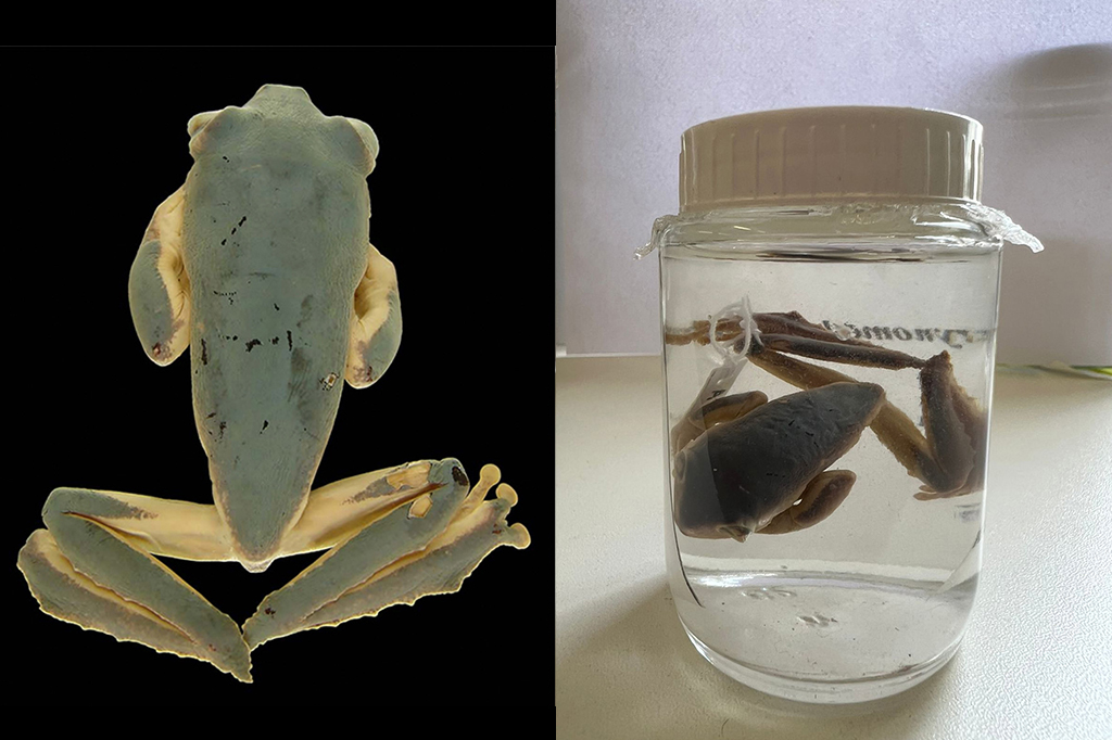 Encontrado segundo exemplar de espécie de perereca extinta, uma das mais raras e enigmáticas do mundo