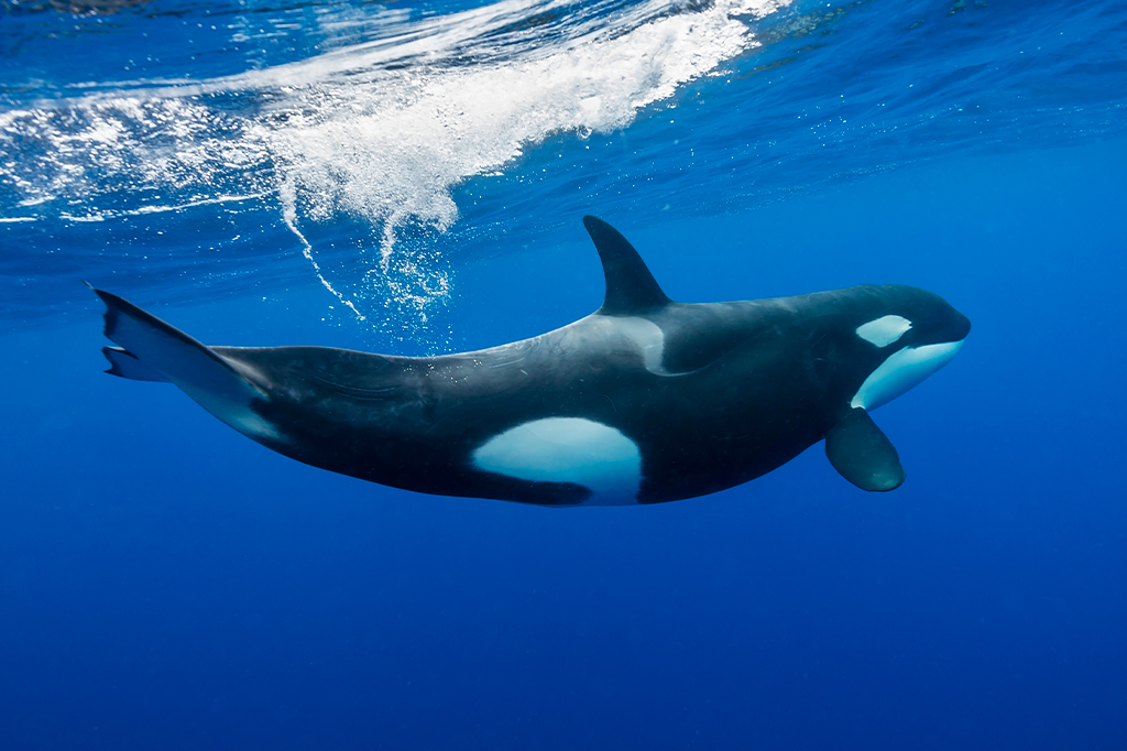Entenda o mistério por trás do desaparecimento das orcas do Pacífico