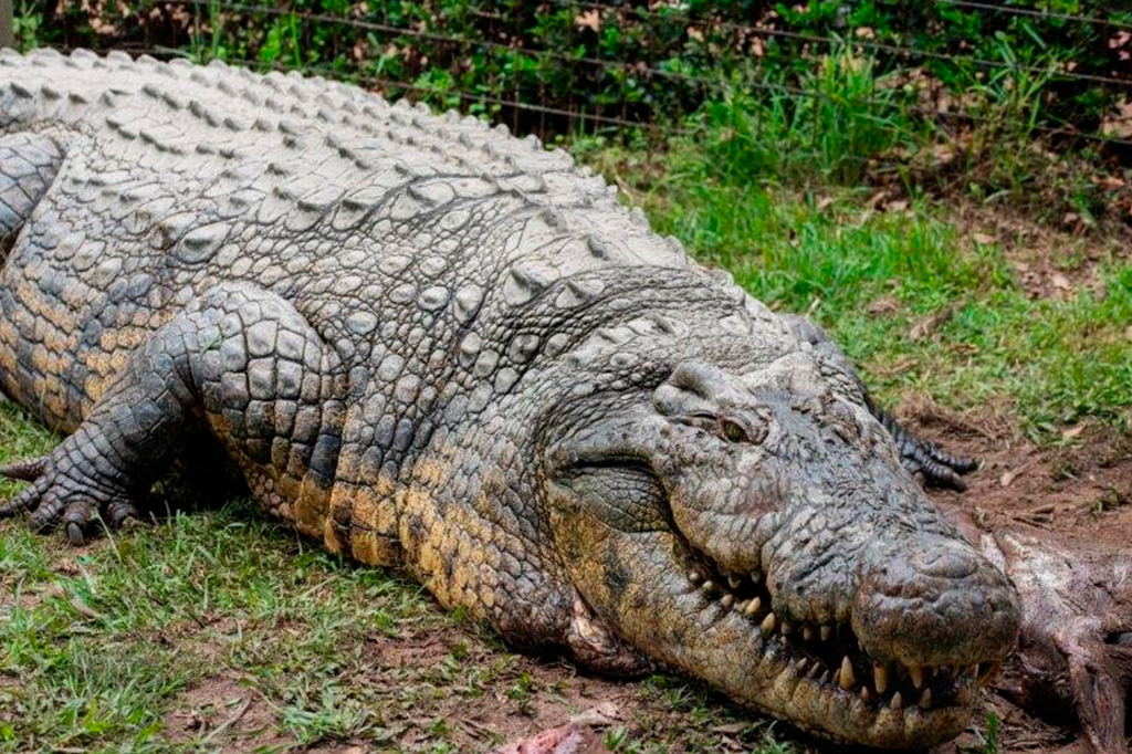 Crocodilo gigante mais velho do mundo tem 124 anos e 10 mil filhos