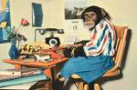 Fotografia colorida vintage de um chimpanzé de saia, blusa listrada, relógio de pulso e botas sentado em uma mesa de escritório, digitando em uma máquina de escrever vermelha.