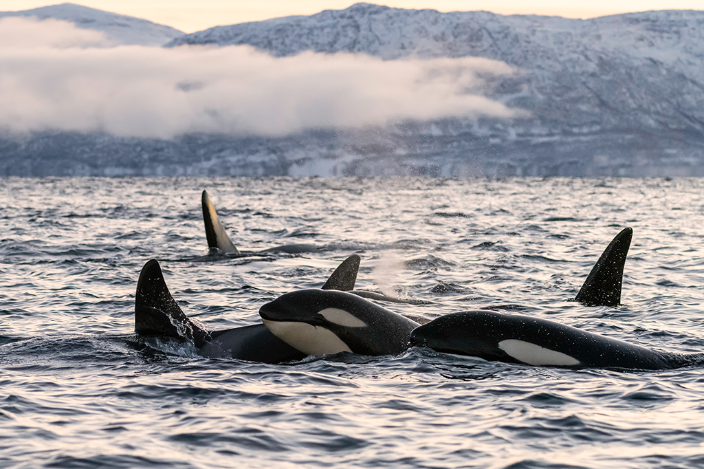 Foto de uma família de Orcas viajando ao pôr do sol, norte da Noruega.