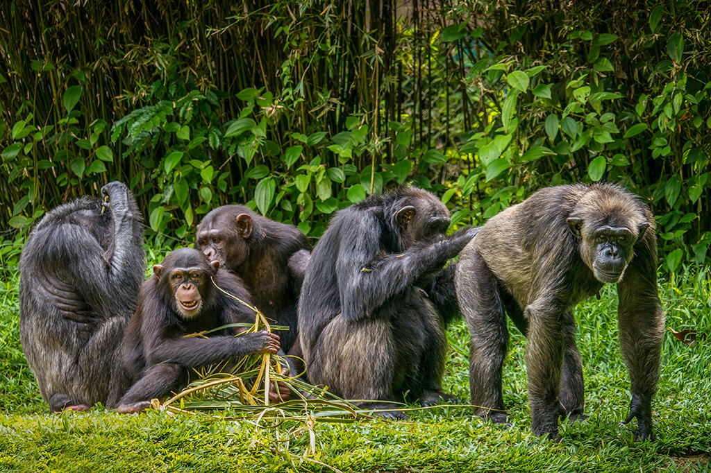 Foto de uma família de chimpanzés em um cenário de floresta tropical.