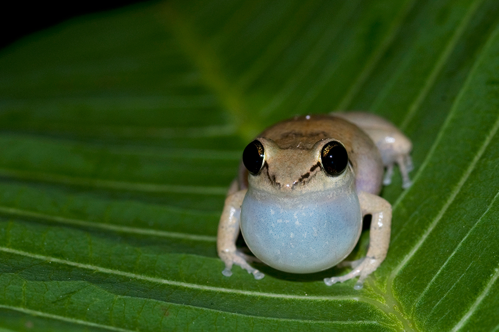 Foto da especie eleutherodactylus johnstonei.