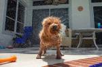 Foto de cachorro da raça goldendoodle molhado agitando água do corpo.