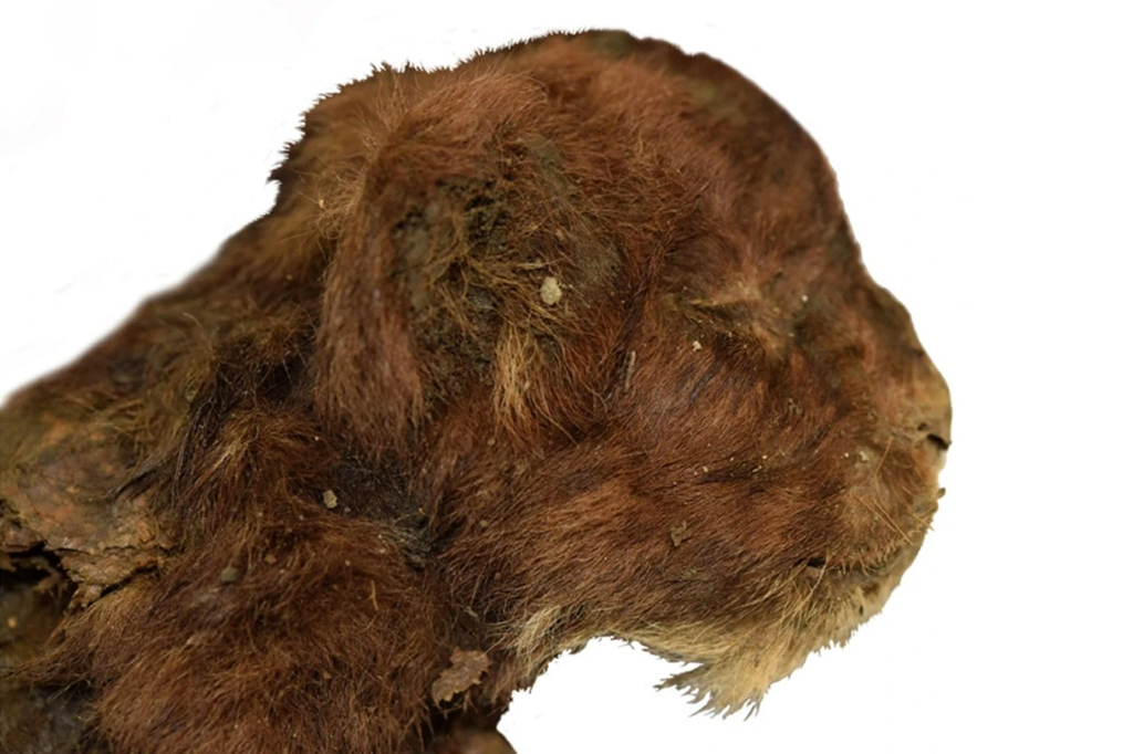 Gatinho-dente-de-sabre extinto ficou preservado como múmia no gelo por 35 mil anos