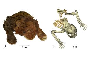 Múmia congelada de Homotherium latidens (Owen, 1846), espécime DMF AS RS, nº Met-20-1, Rússia, República de Sakha (Yakutia), bacia do rio Indigirka, rio Badyarikha; Pleistoceno Superior: ( A ) aparência externa; ( B ) esqueleto, tomografia computadorizada, vista dorsal.