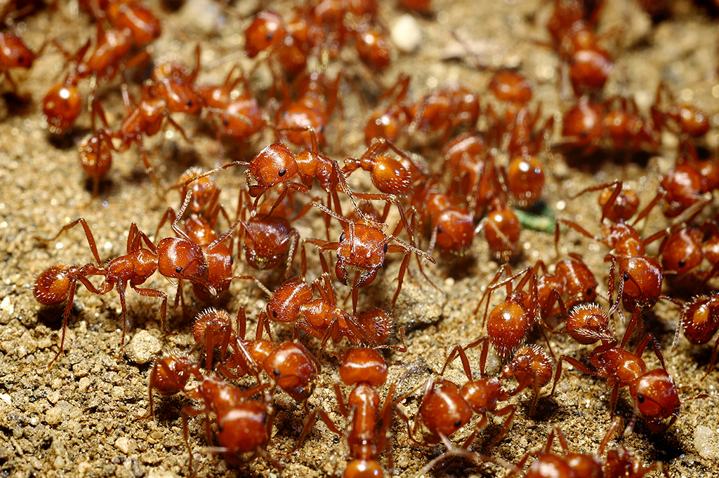 Foto de Formigas de colheitadeira (Pogonomyrmex californicus)