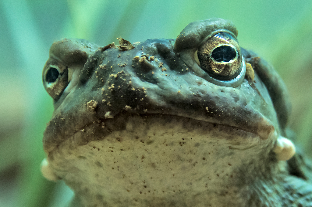 Alucinações (literalmente) animais: entenda o que é a fauna psicodélica