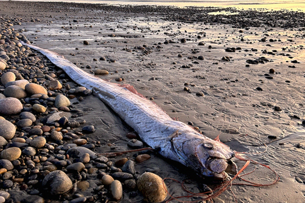 2111_nota_oarfish_site Oarfish encontrado na praia.