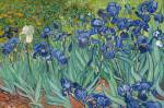 Vincent van Gogh - Irises (1889).