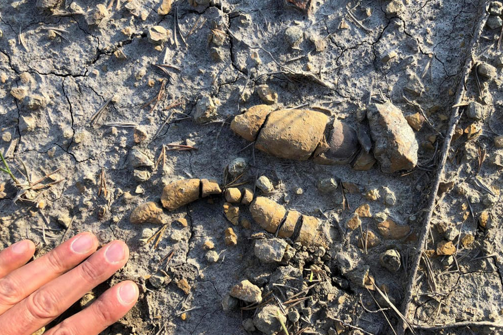 Fósseis de cocô e vômito de dinossauros revelam como eles dominaram o mundo