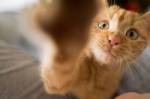 Foto de um Gatinho laranja curioso, com as patas tocando a câmera.