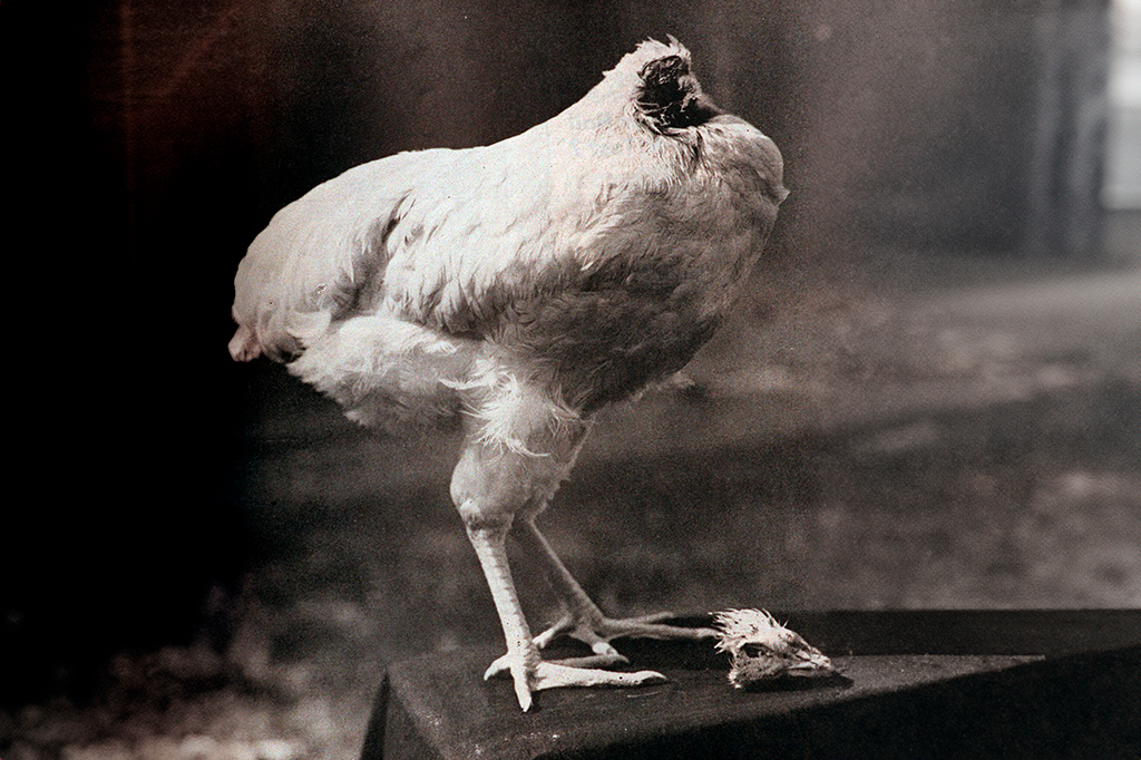 A história de Mike, o frango que sobreviveu 18 meses sem a cabeça