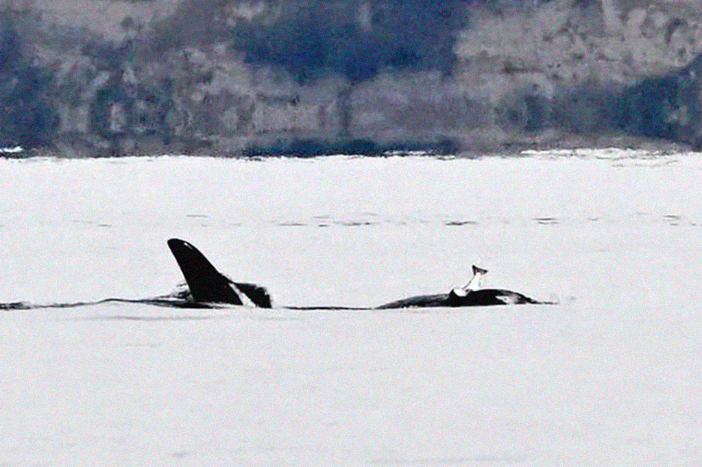 Foto da Orca ostenta um chapéu de salmão morto.