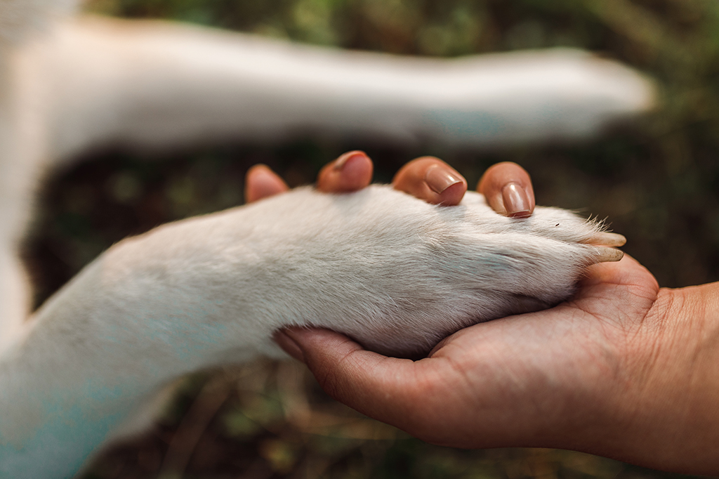 Quando humanos domesticaram cães? Nova descoberta indica que foi antes do que se pensava