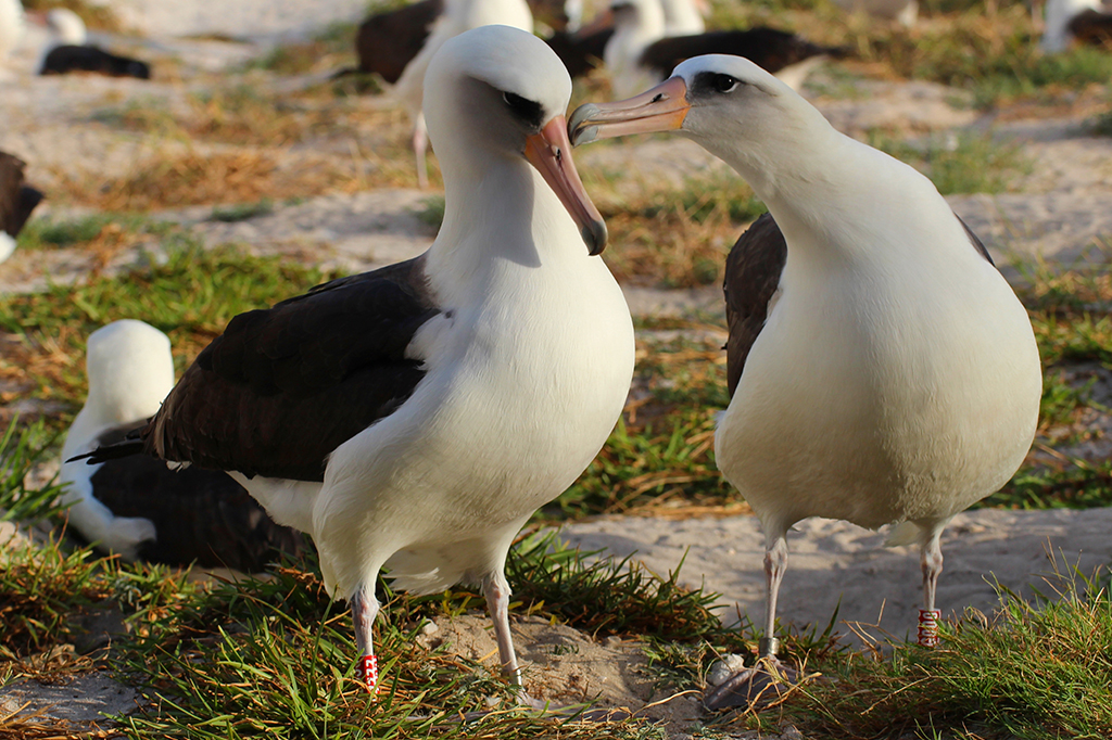 Mãe aos 74: pássaro mais velho de que se tem notícia coloca novo ovo