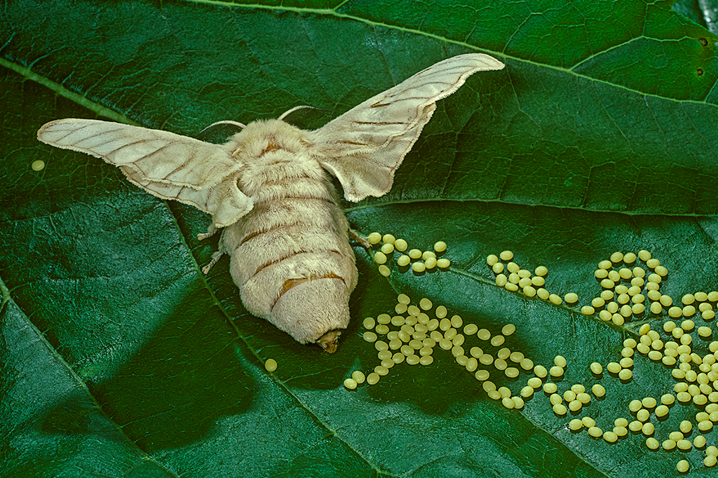 Foto de Mariposa botando ovos em folha de amoreira.