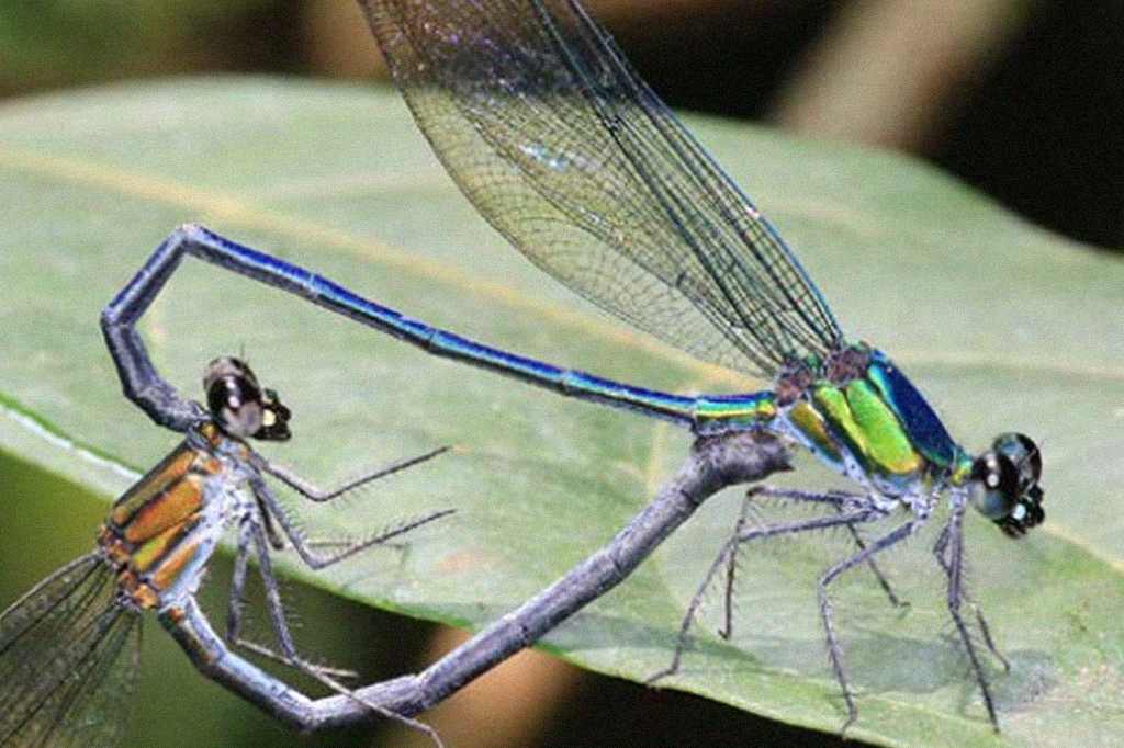 1212-espécies-layout_2site