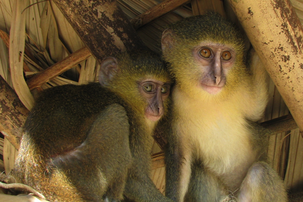Imagem de Cercopithecus lomamiensis.