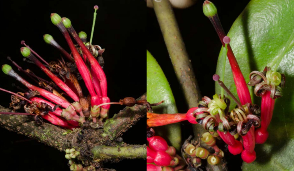 Globimetula agelanthoides, planta descoberta no Gabão em 2023