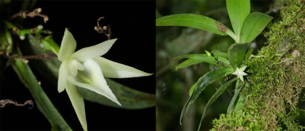 Angraecum geerinckianum, nova esp&eacute;cie de orqu&iacute;dea encontrada no Gab&atilde;o em 2016.