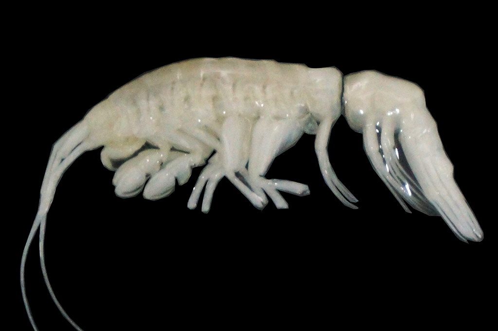 Novo predador com aparência “alienígena” é descoberto no fundo do mar