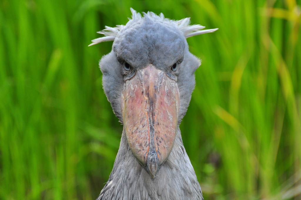 Conheça a cegonha-bico-de-sapato, a ave africana que parece ter saído de um pesadelo