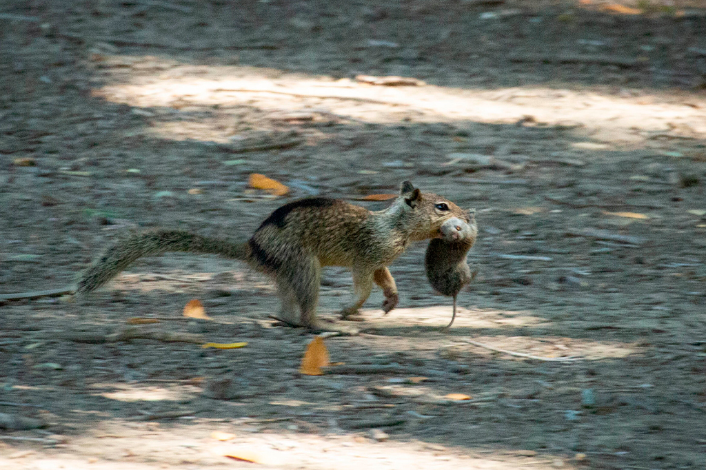 Esquilos na Califórnia estão trocando nozes por ratos em sua dieta
