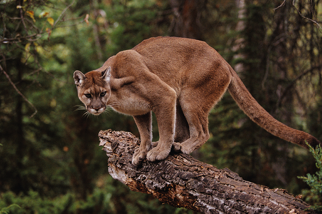 Gripe aviária mata metade dos felinos em santuário nos EUA