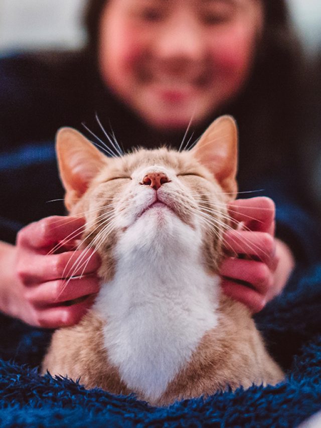 Capa de: O que ter um gato faz com o seu cérebro — e com o dele