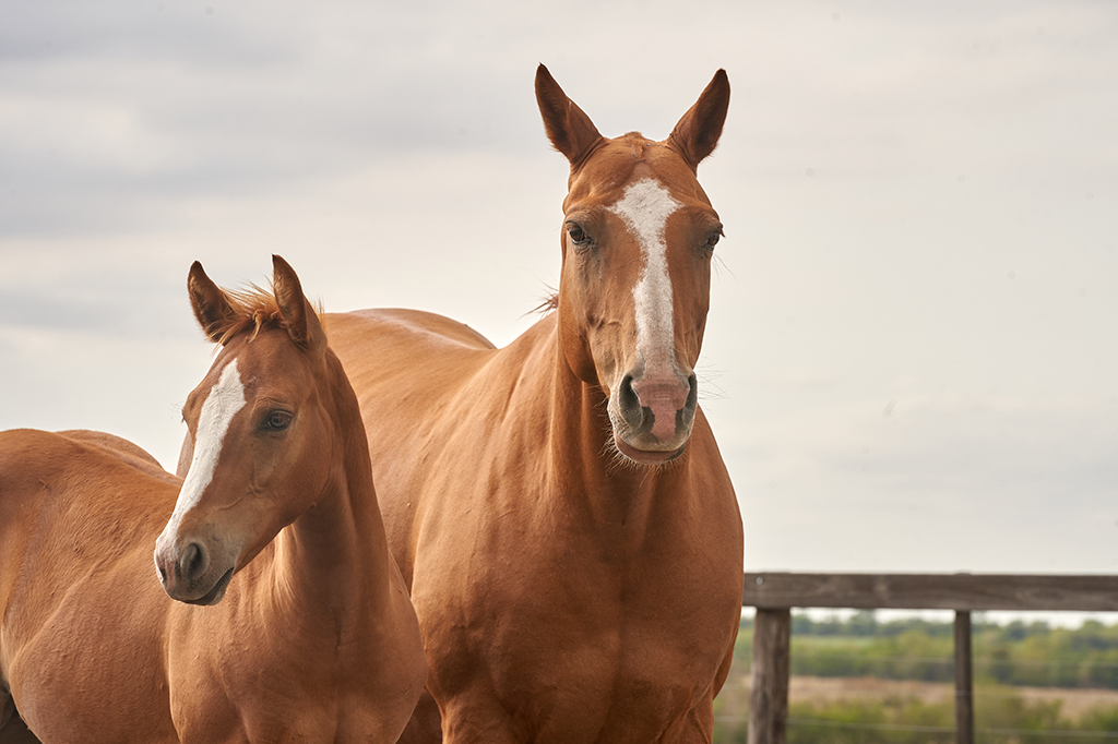 Foto de dois cavalos marrons em um campo.
