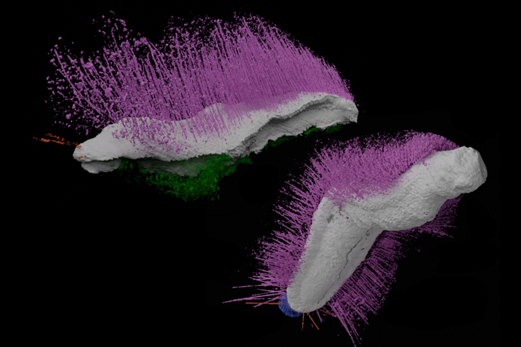 imagem mostrando um modelo 3D detalhado de Punk (na parte superior) e Emo (na parte inferior), reconstruído como fósseis virtuais digitais.