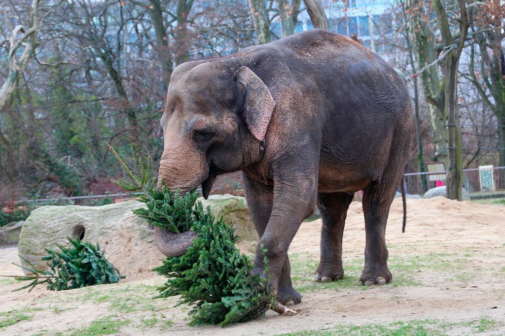 Árvores de Natal que não foram vendidas viram lanche de animais no zoológico de Berlim