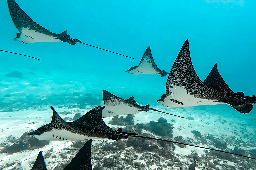 Para que serve a cauda das raias-mantas? Cientistas desvendaram o mistério