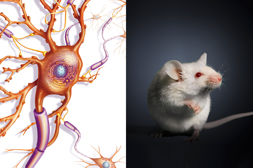 Droga experimental acelerou reparo de mielina e restaurou a visão em ratos