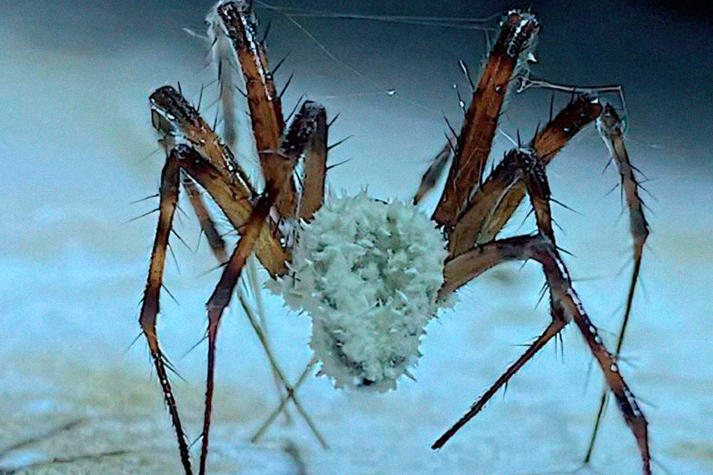 Nova espécie de fungo transforma aranhas em zumbis