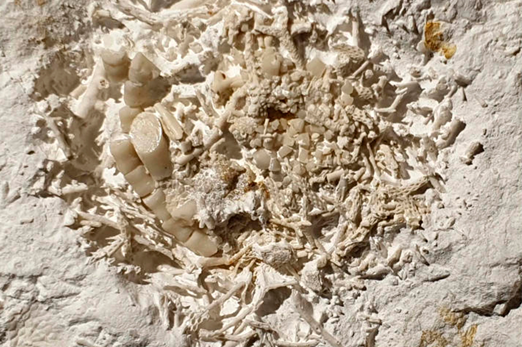 Vômito de peixe de 66 milhões de anos é descoberto na Dinamarca