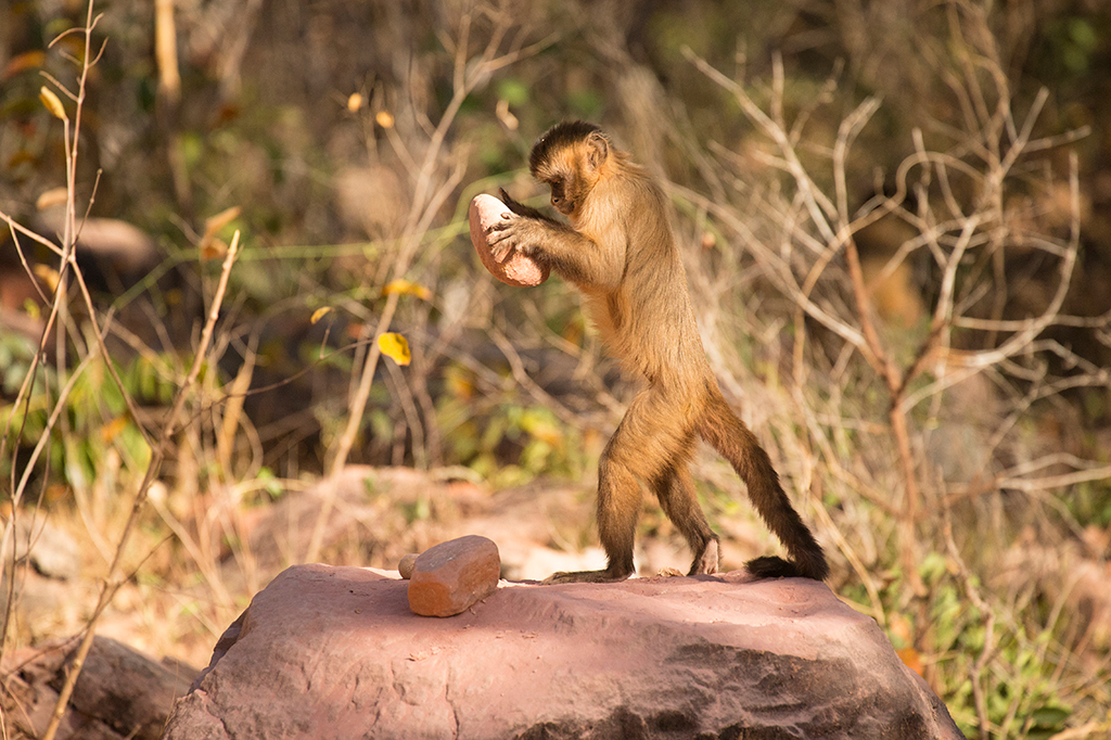 Fotografia de um macaco prego.