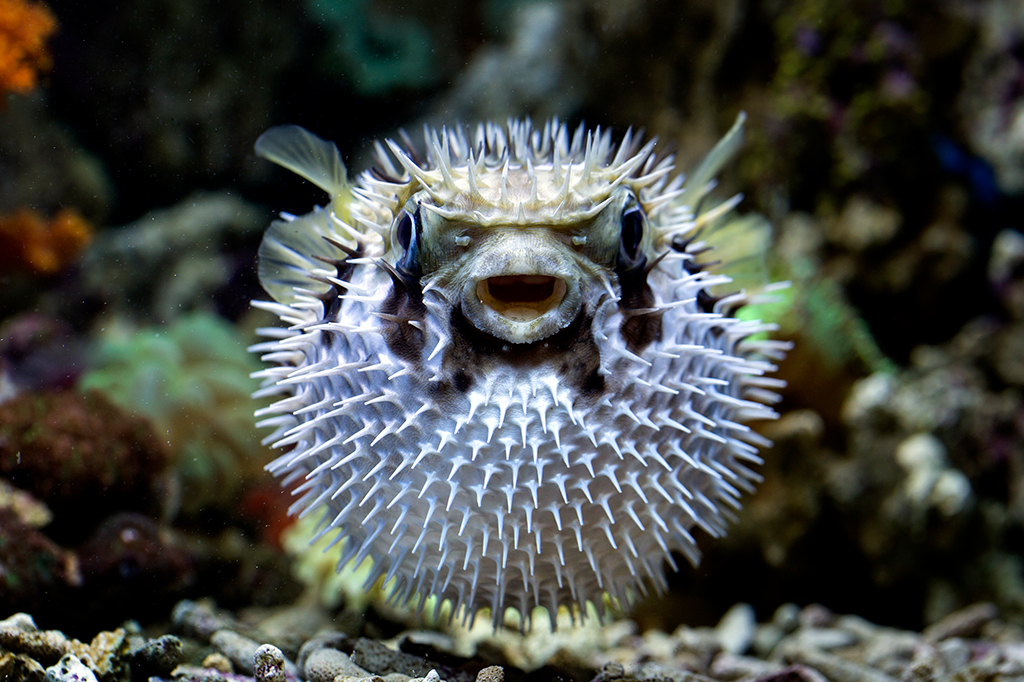 6 animais que não aparentam, mas são venenosos