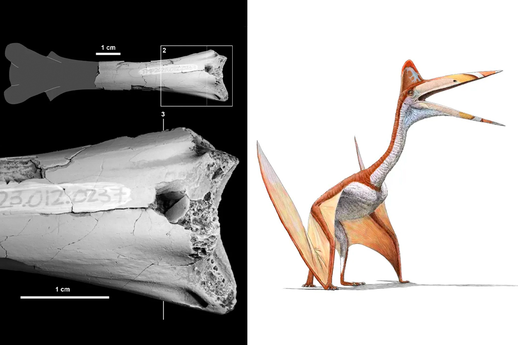 Há 76 milhões de anos, esse pterossauro foi mordido por um crocodilo