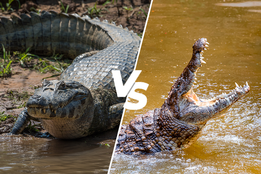 Monatagem de um crocodilo e um jacaré.