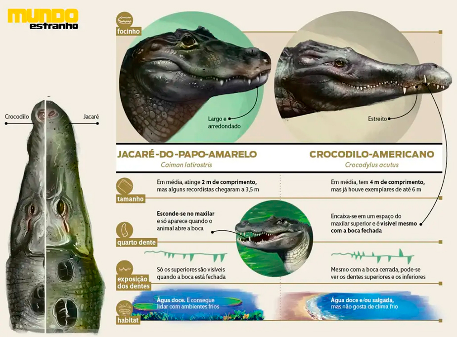 0802-crocodilo-e-jacarélayout_site1 Imagem comparando as cabeças de um crocodilo e um jacaré.