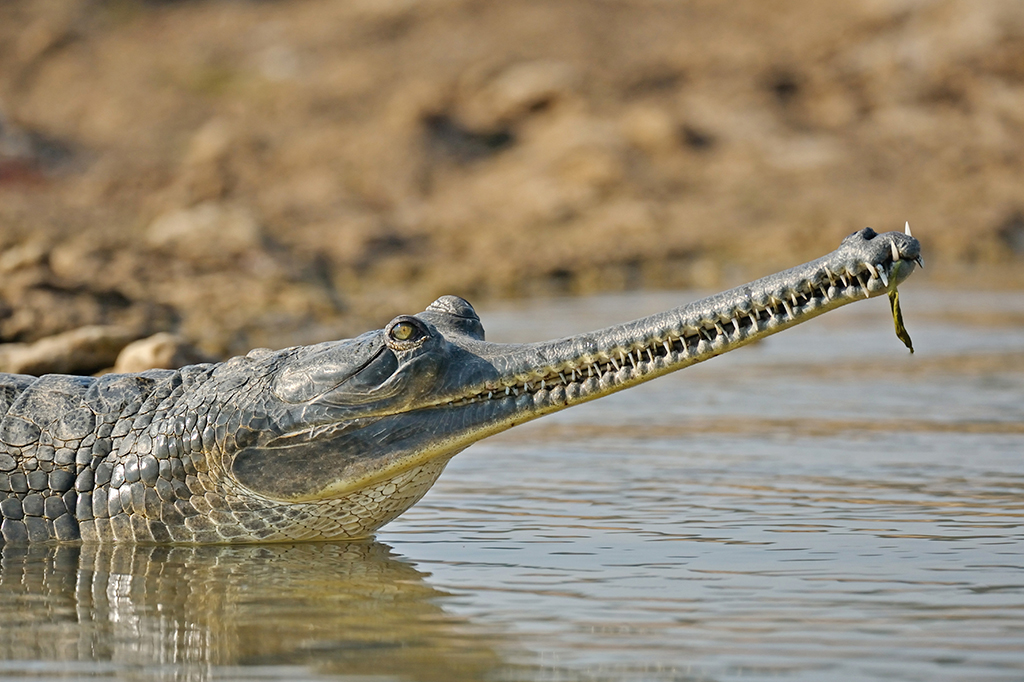 0802-crocodilo-e-jacarélayout_site2 Fotografia de um crocodilo gavial.